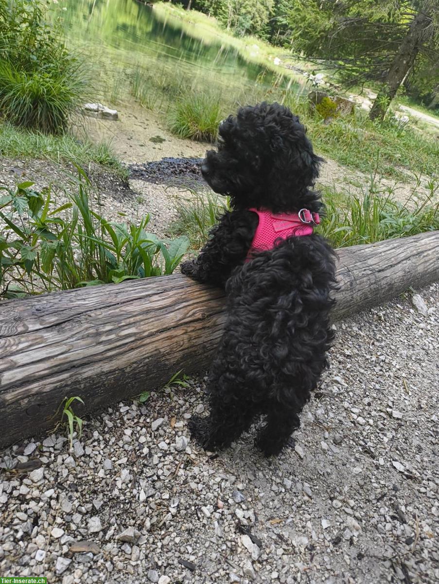 Bild 2: Zuckersüße Maltipoo Welpen aus liebevoller Familienzucht