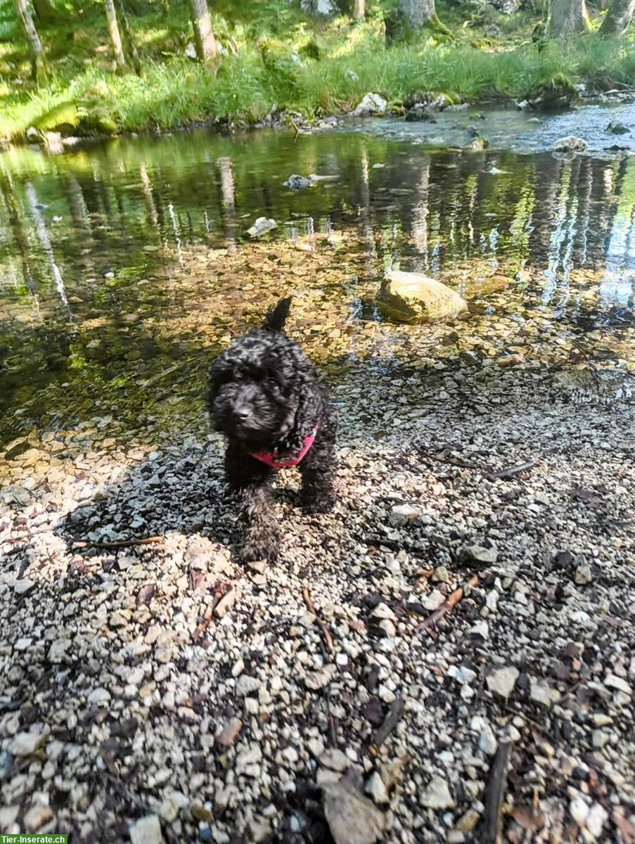 Bild 3: Zuckersüße Maltipoo Welpen aus liebevoller Familienzucht
