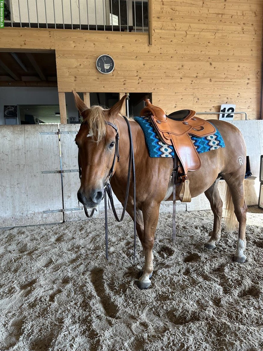 Reitbeteiligung auf QH in Brittnau AG