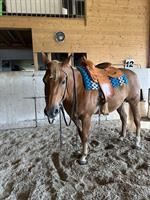Reitbeteiligung auf QH in Brittnau AG