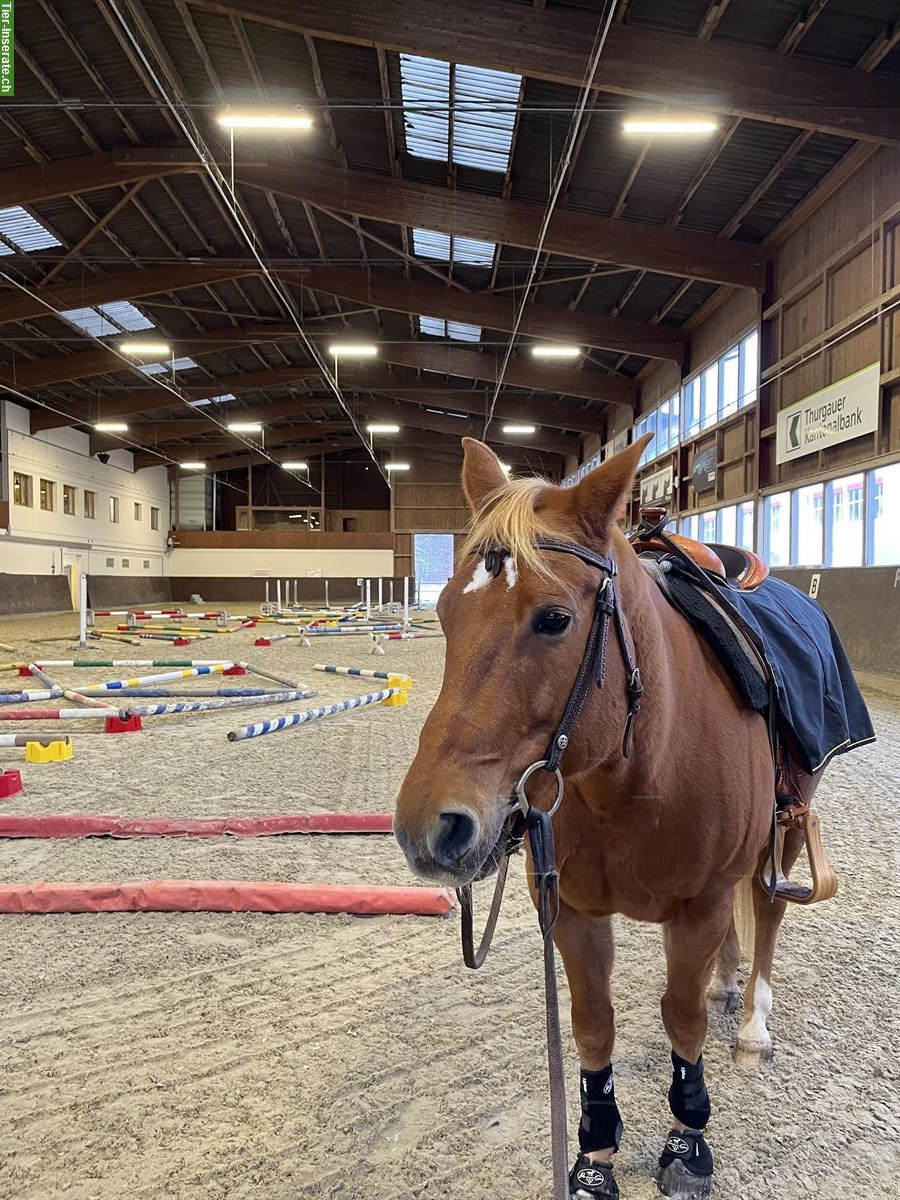 Bild 2: Reitbeteiligung auf QH in Brittnau AG