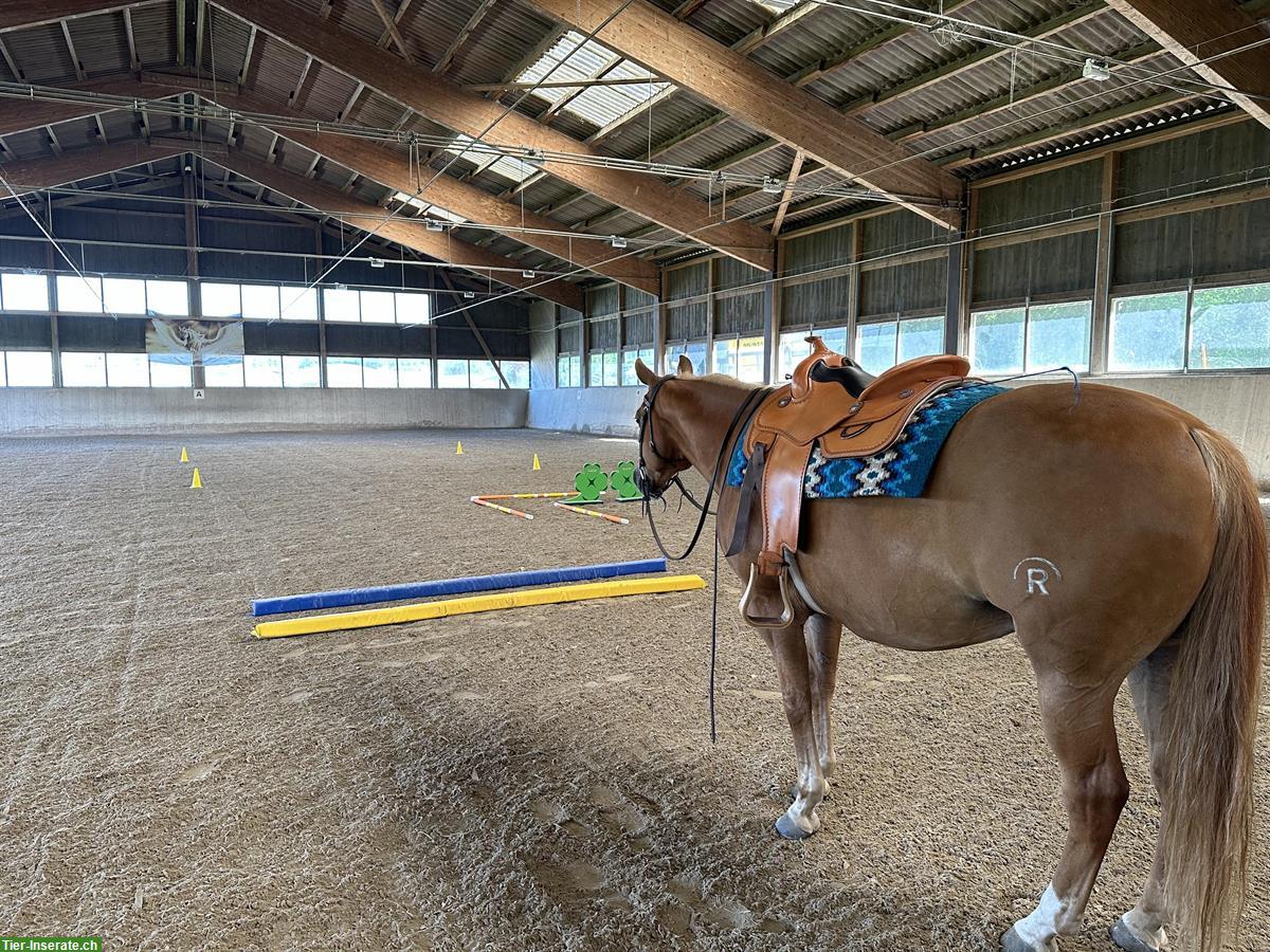 Bild 3: Reitbeteiligung auf QH in Brittnau AG