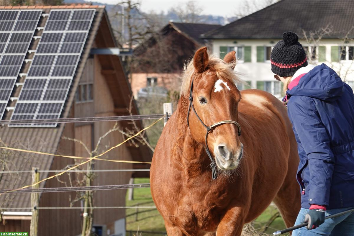 Bild 4: Reitbeteiligung auf QH in Brittnau AG