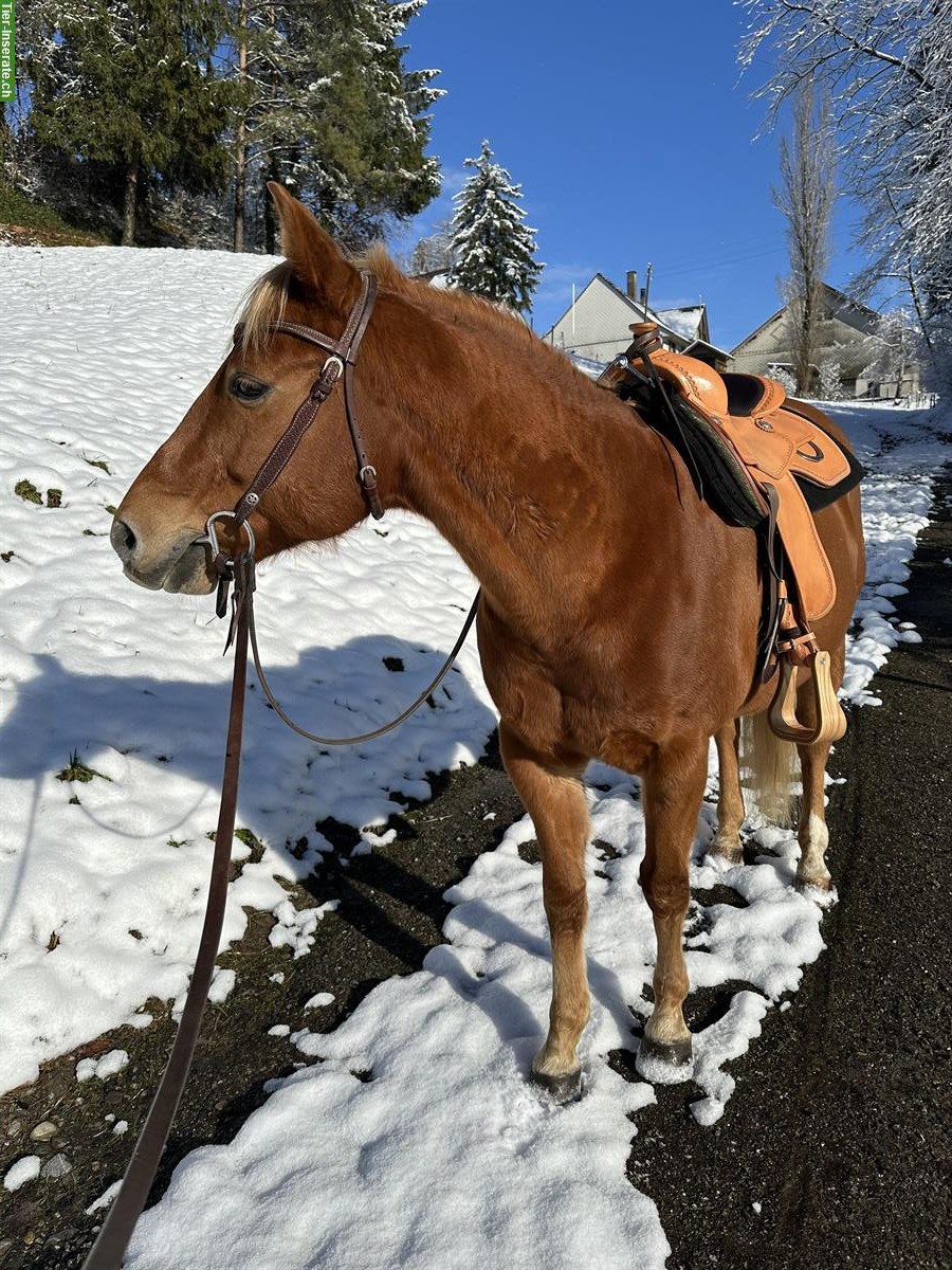 Bild 5: Reitbeteiligung auf QH in Brittnau AG