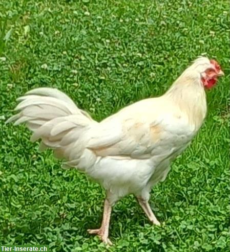 Reinrassiger Schweizer Hahn zu verkaufen