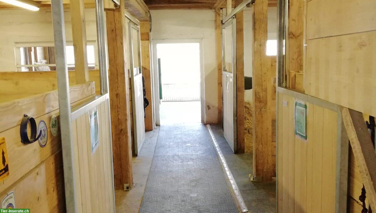Suchen für Stallarbeiten auf Pferdepension in Kriens Luzern