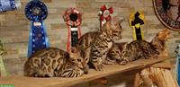 Wunderschöne Bengal Kitten ab sofort auszugsbereit