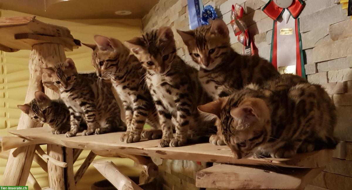 Bild 2: Wunderschöne Bengal Kitten ab sofort auszugsbereit