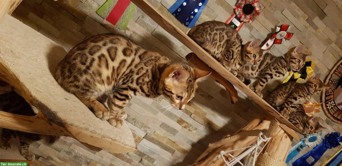 Bild 3: Wunderschöne Bengal Kitten ab sofort auszugsbereit