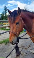 Kräftiger Mustang Wallach aus Kanada