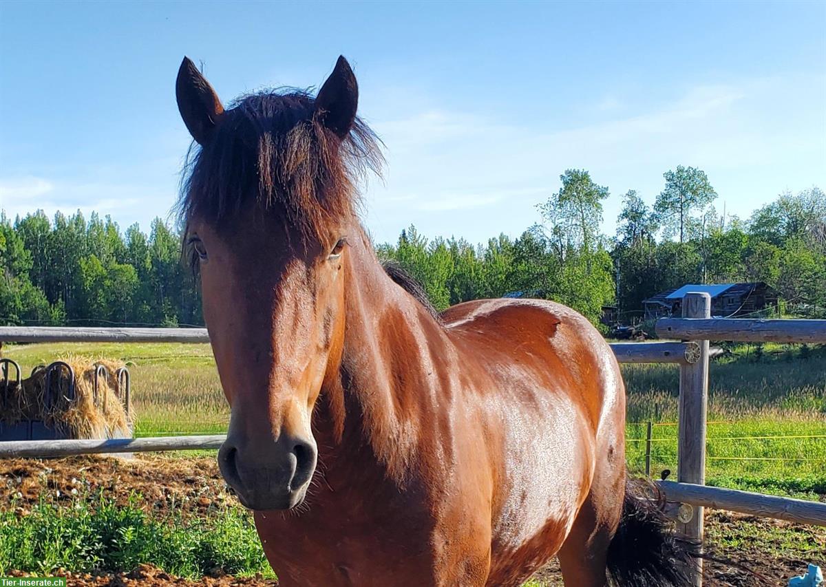 Bild 2: Kräftiger Mustang Wallach aus Kanada