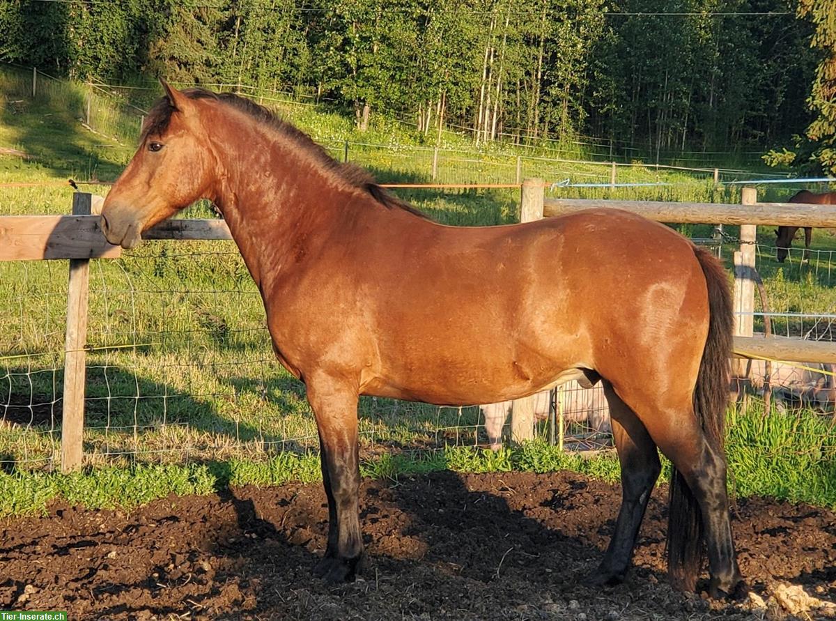 Bild 3: Kräftiger Mustang Wallach aus Kanada