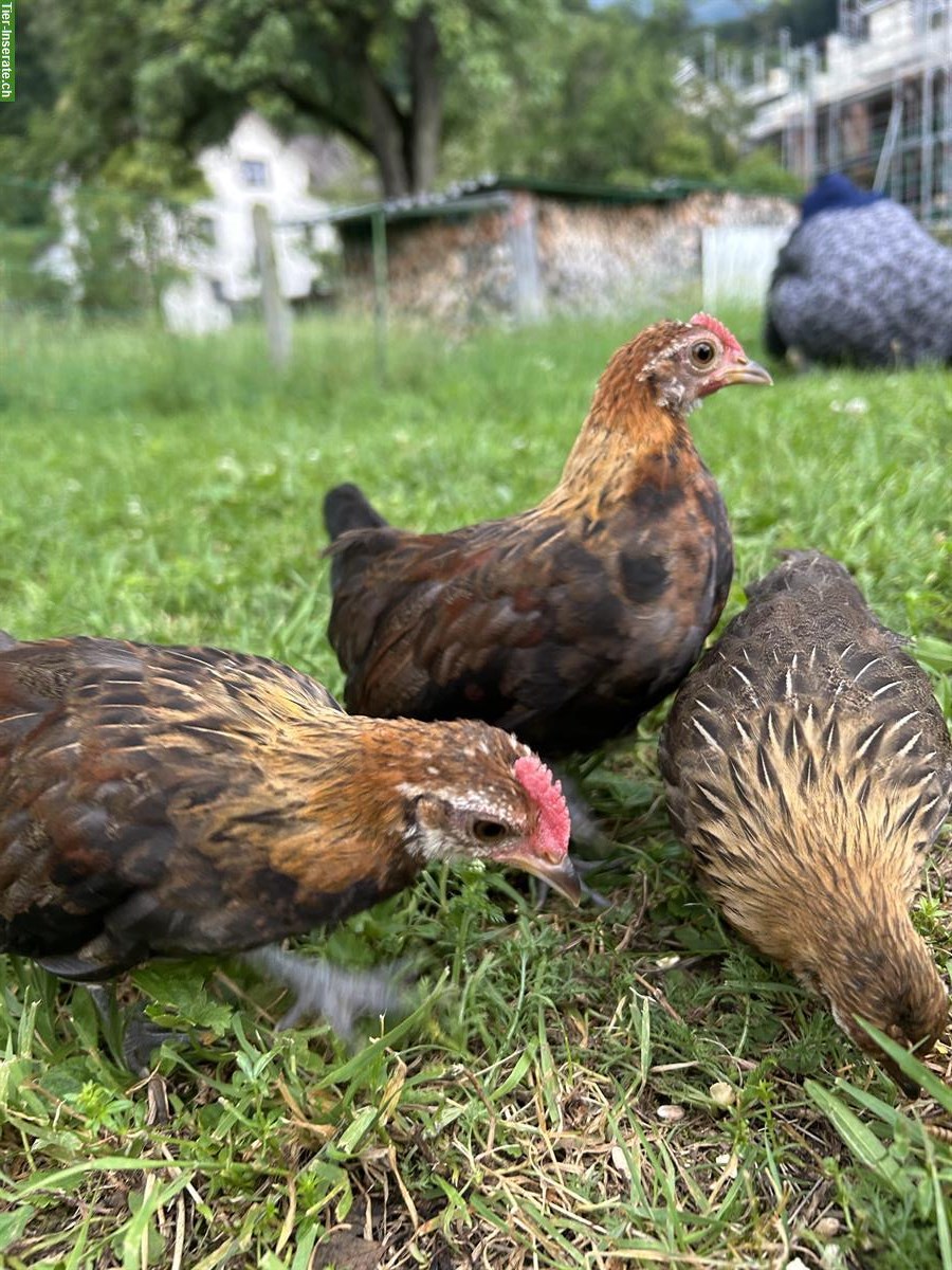 Holländische Zwerghähne aus eigener Zucht