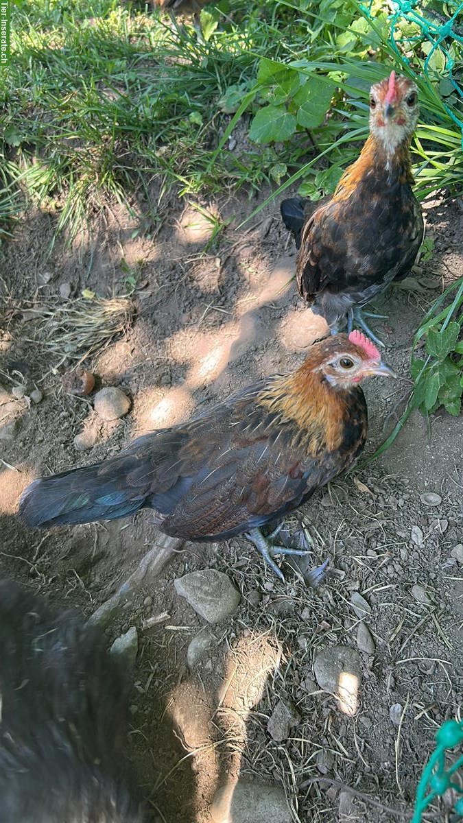 Bild 3: Holländische Zwerghähne aus eigener Zucht
