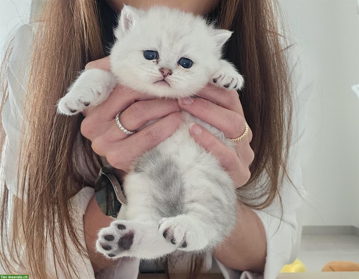 Reinrassige BKH Kitten in liebevolle Hände abzugeben