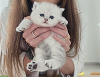 Reinrassige BKH Kitten in liebevolle Hände abzugeben
