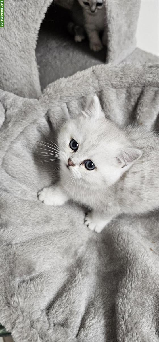 Bild 2: Reinrassige BKH Kitten in liebevolle Hände abzugeben