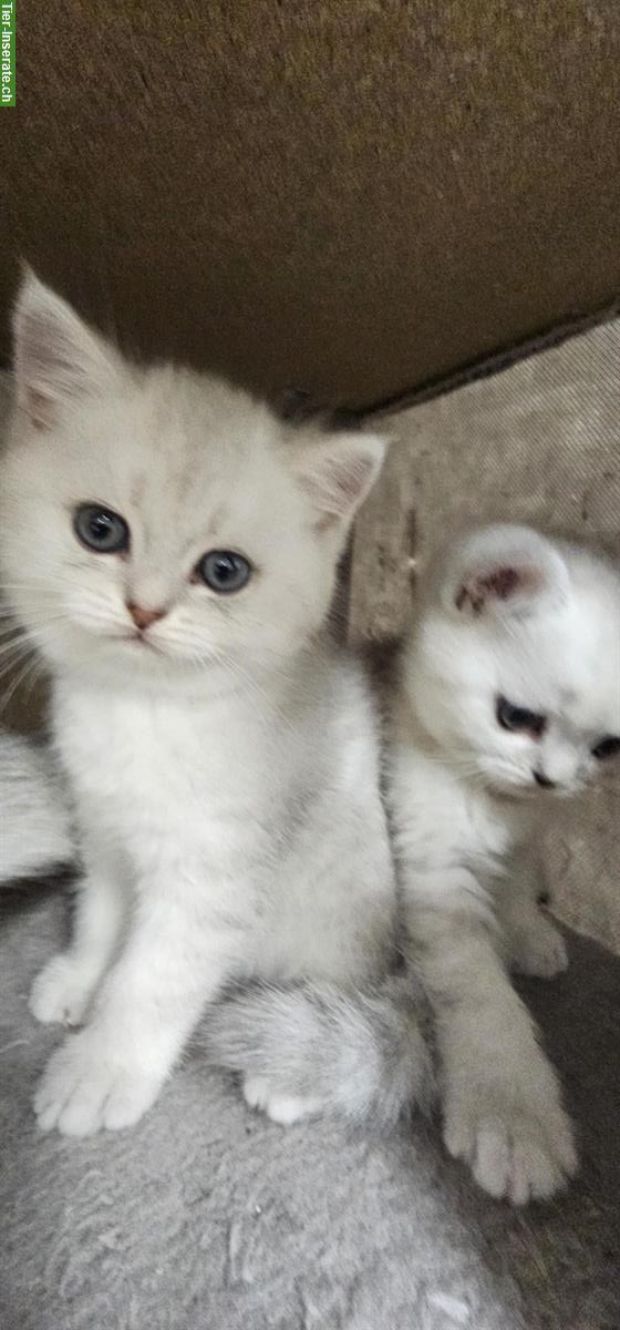 Bild 3: Reinrassige BKH Kitten in liebevolle Hände abzugeben
