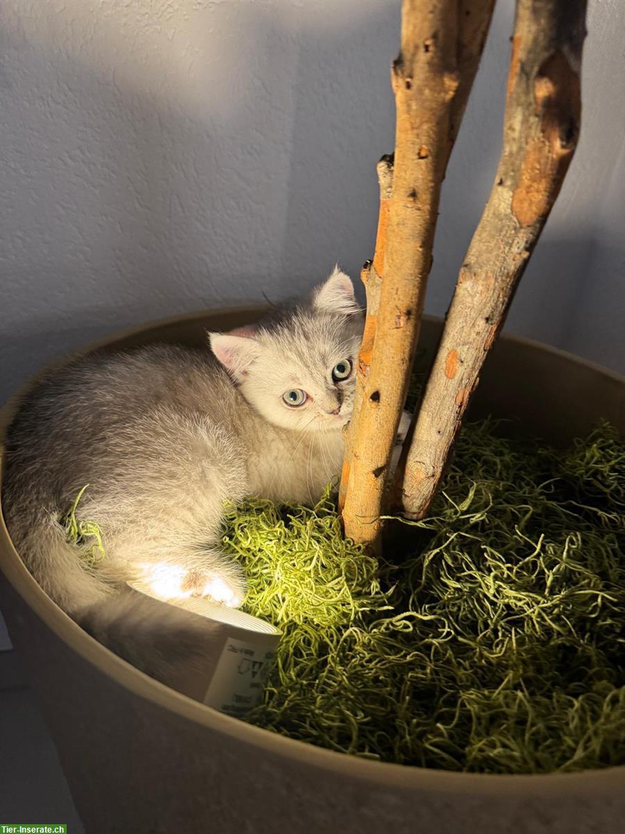Bild 4: Reinrassige BKH Kitten in liebevolle Hände abzugeben