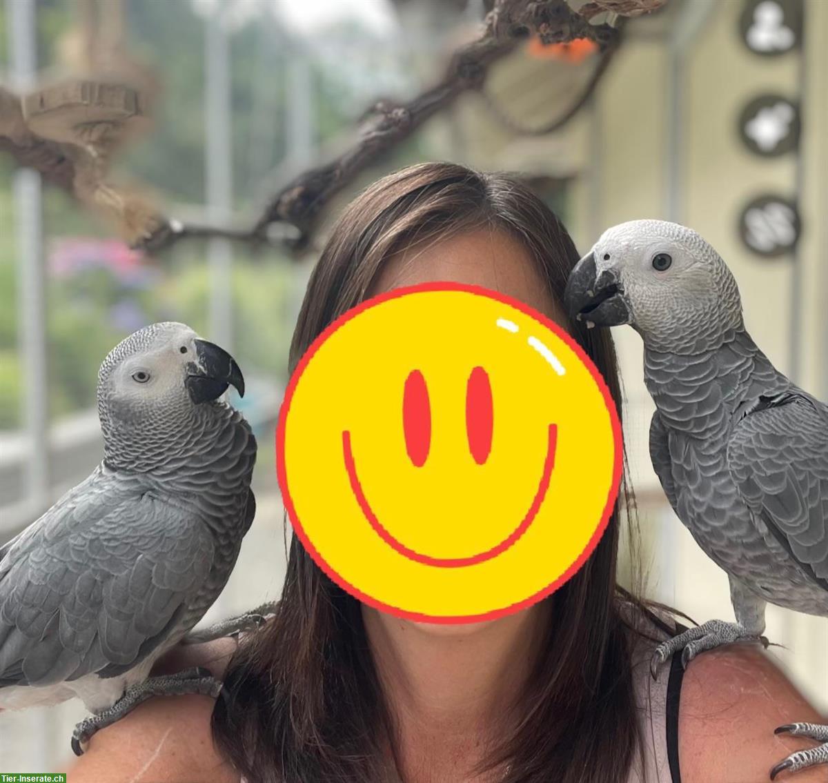 Graupapagei Hahn und Henne zu verkaufen