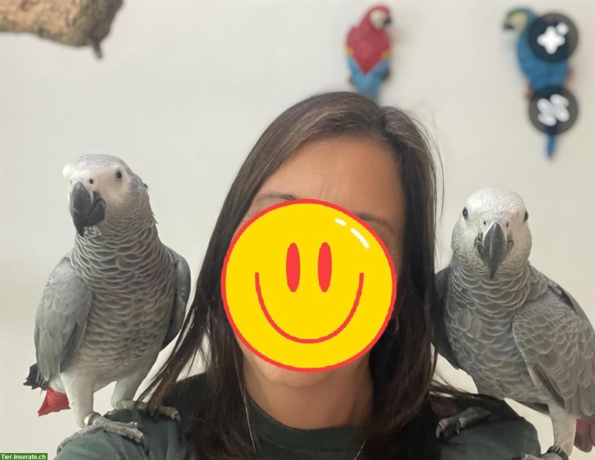 Bild 3: Graupapagei Hahn und Henne zu verkaufen