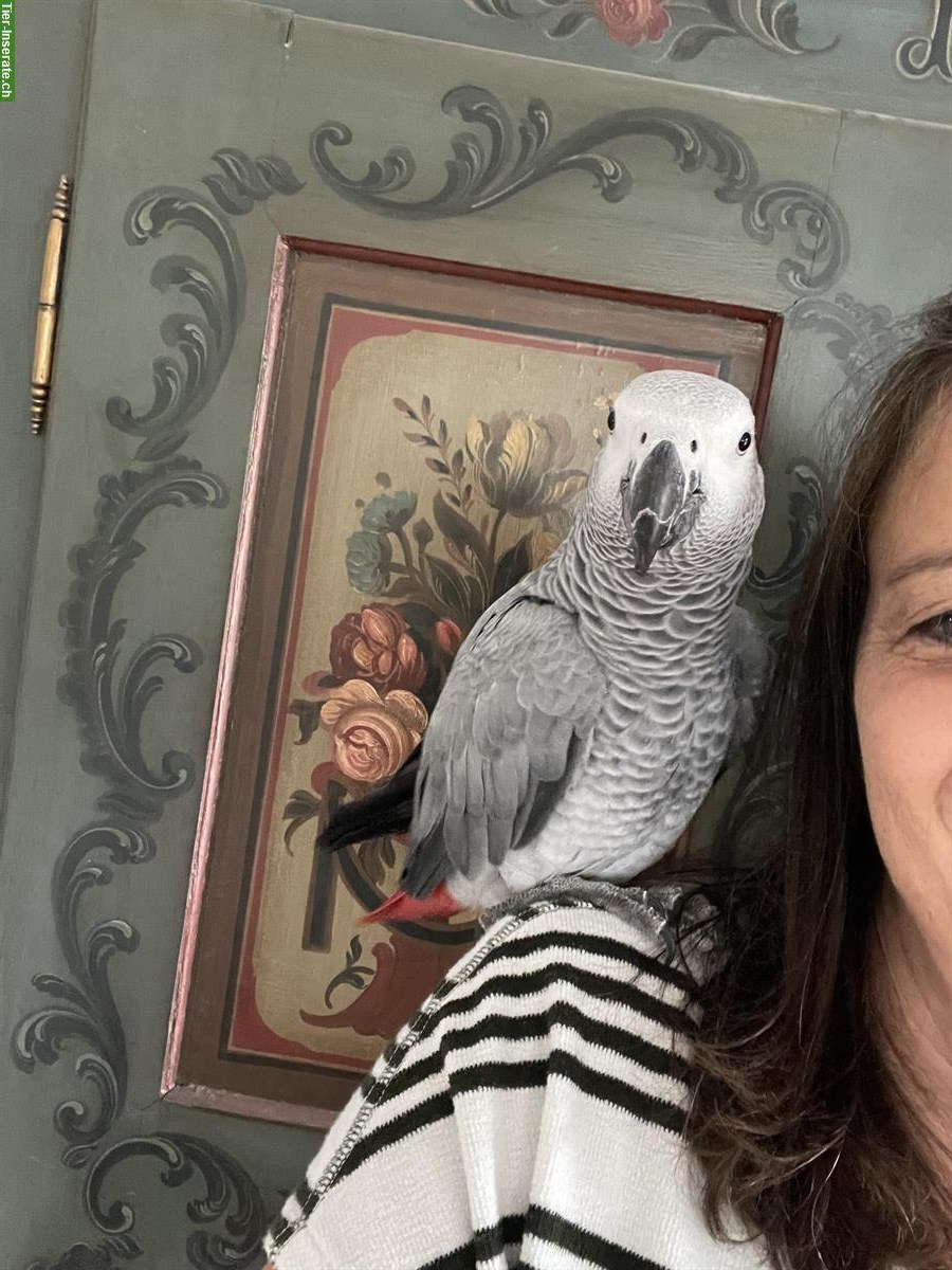Bild 5: Graupapagei Hahn und Henne zu verkaufen