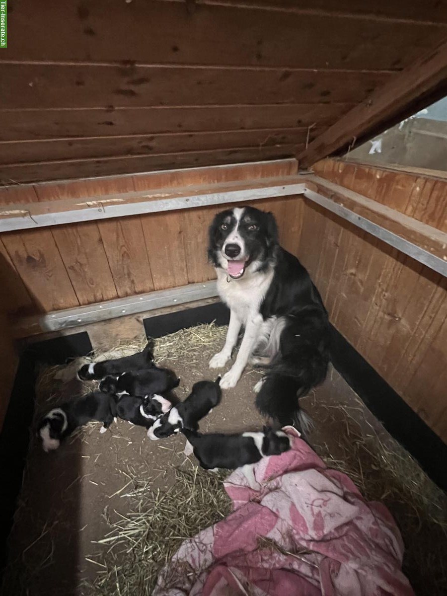 Border Collie Welpe, Rüde Arbeiterlinie