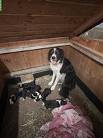 Border Collie Welpe, Rüde Arbeiterlinie