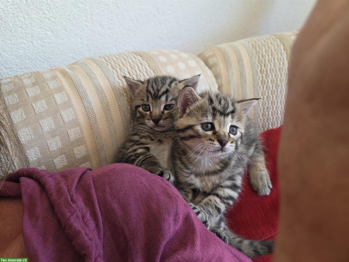 Bild 2: Junge Kätzchen suchen ein Zuhause