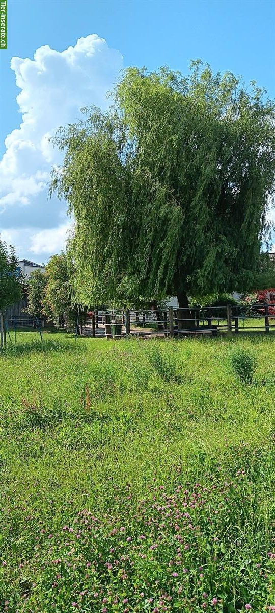 Bild 3: Platz in privatem Offenstall/Altersweide für Wallach