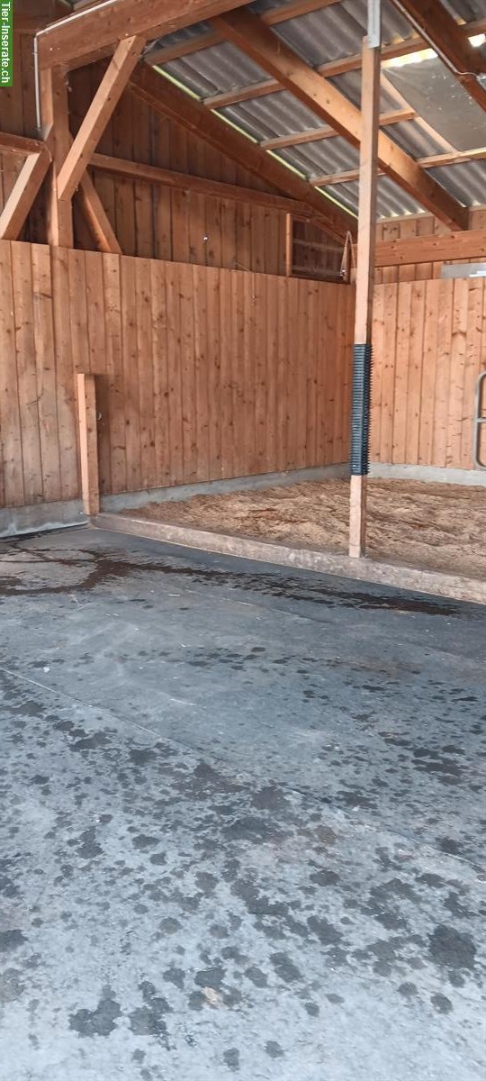 Bild 5: Platz in privatem Offenstall/Altersweide für Wallach