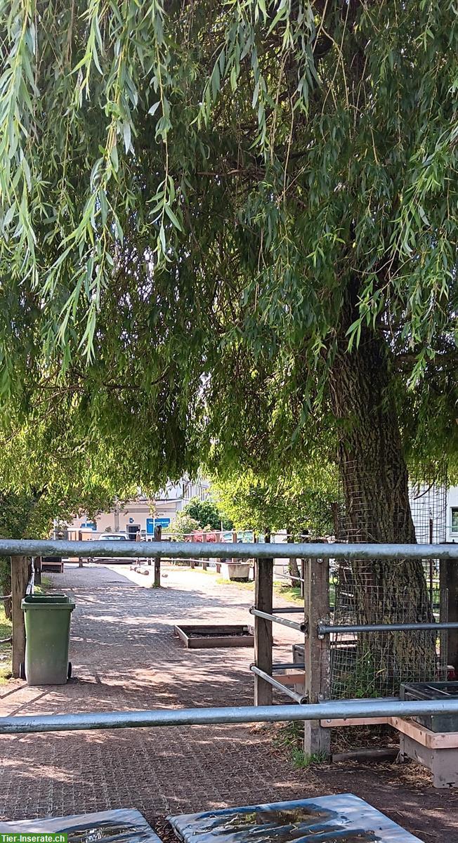 Bild 6: Platz in privatem Offenstall/Altersweide für Wallach