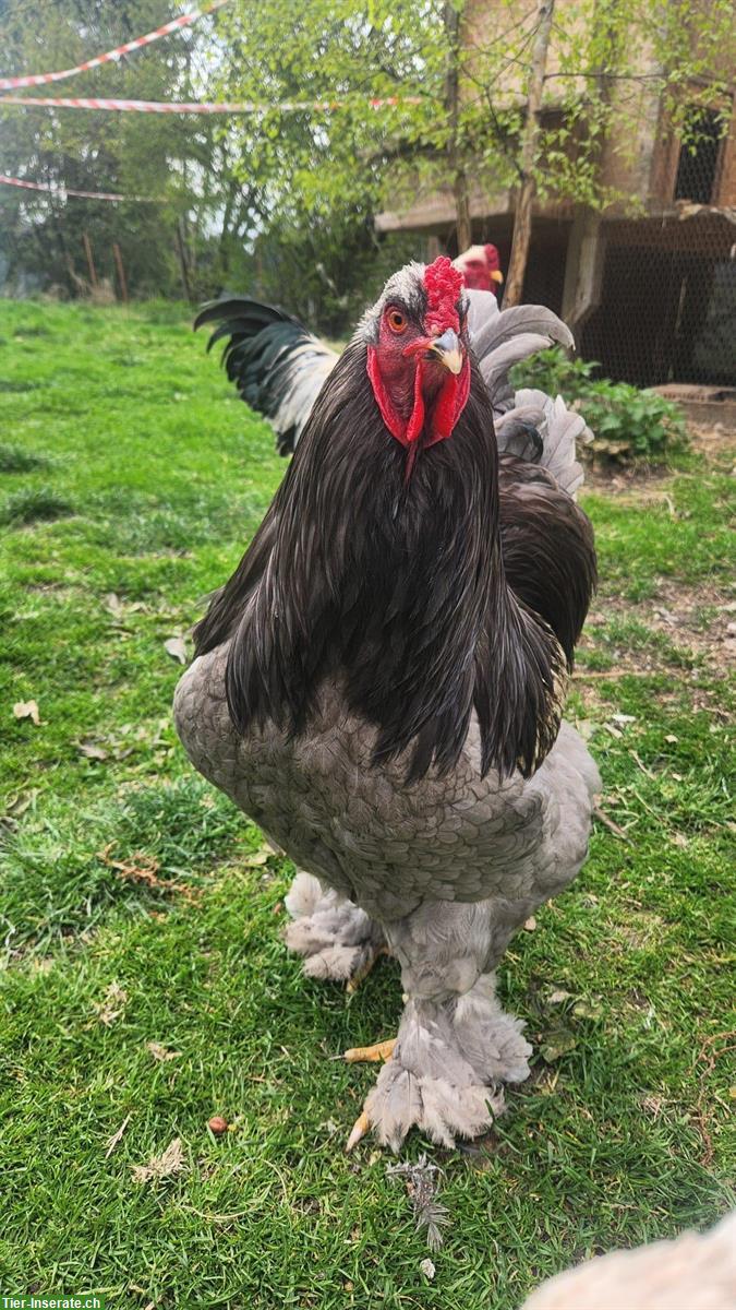 Schöner grosser Brahma Hahn sucht Lebensplatz