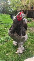 Schöner grosser Brahma Hahn sucht Lebensplatz