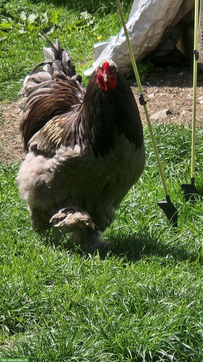 Bild 2: Schöner grosser Brahma Hahn sucht Lebensplatz