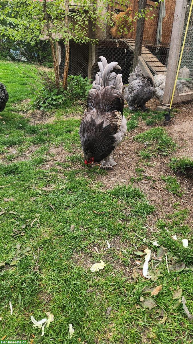 Bild 3: Schöner grosser Brahma Hahn sucht Lebensplatz