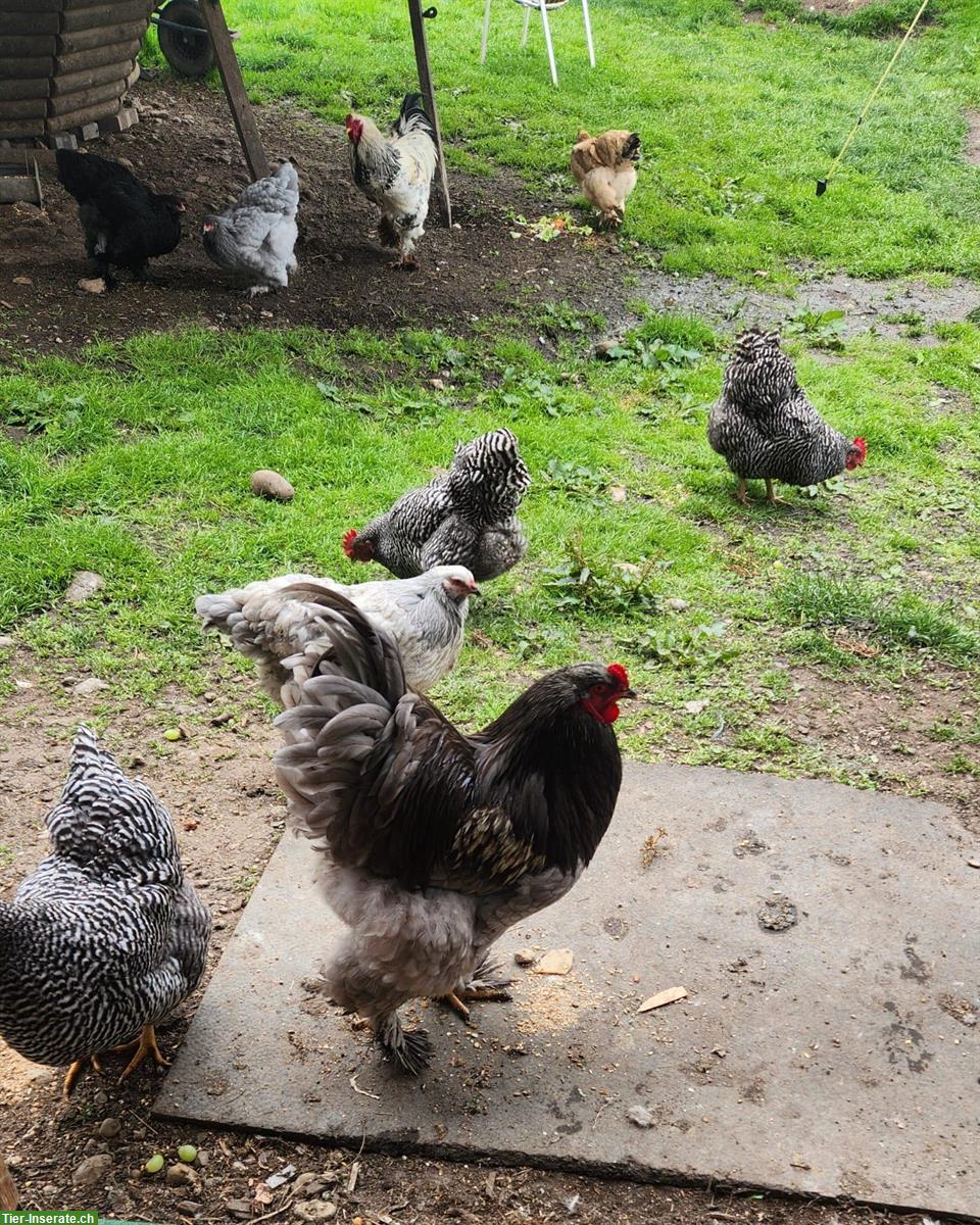 Bild 4: Schöner grosser Brahma Hahn sucht Lebensplatz