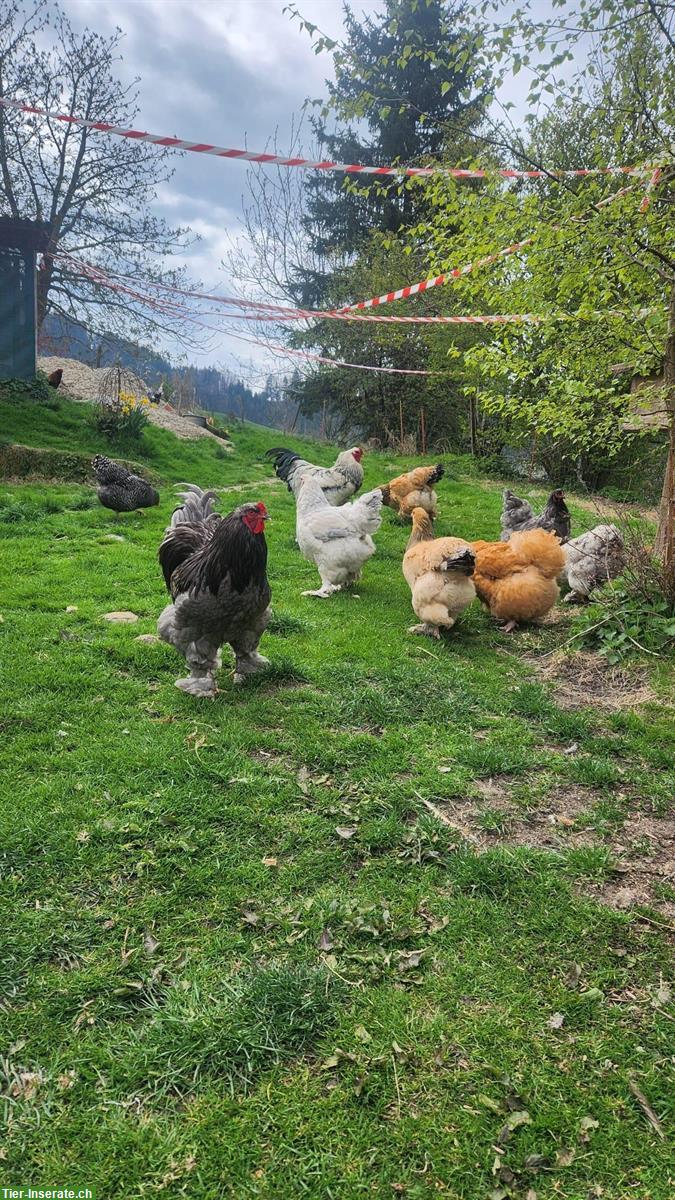 Bild 5: Schöner grosser Brahma Hahn sucht Lebensplatz