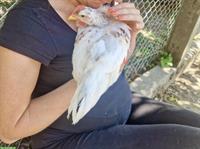 GRATIS: Junge schwedische Blumenhuhn Hähne