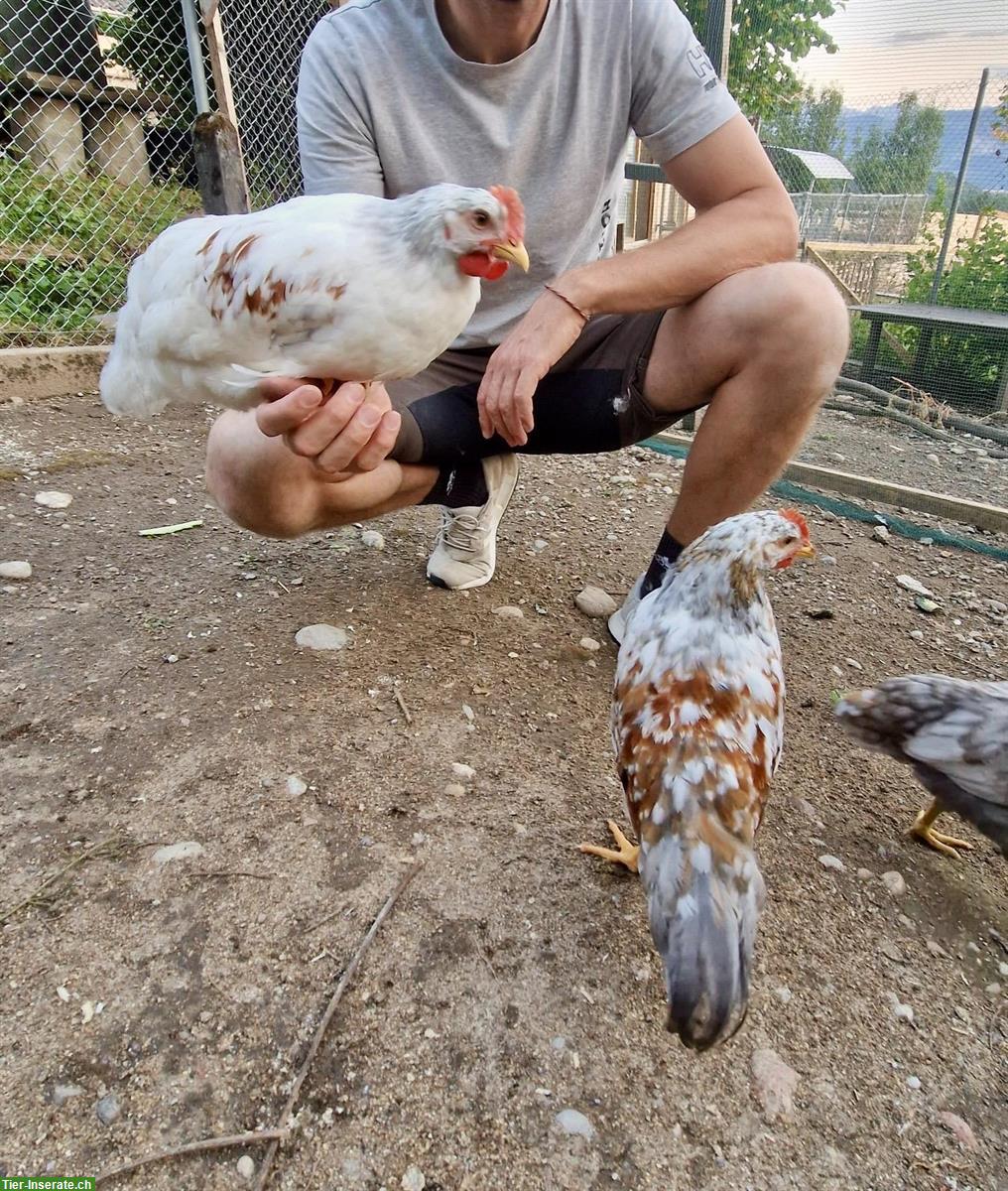 Bild 2: GRATIS: Junge schwedische Blumenhuhn Hähne
