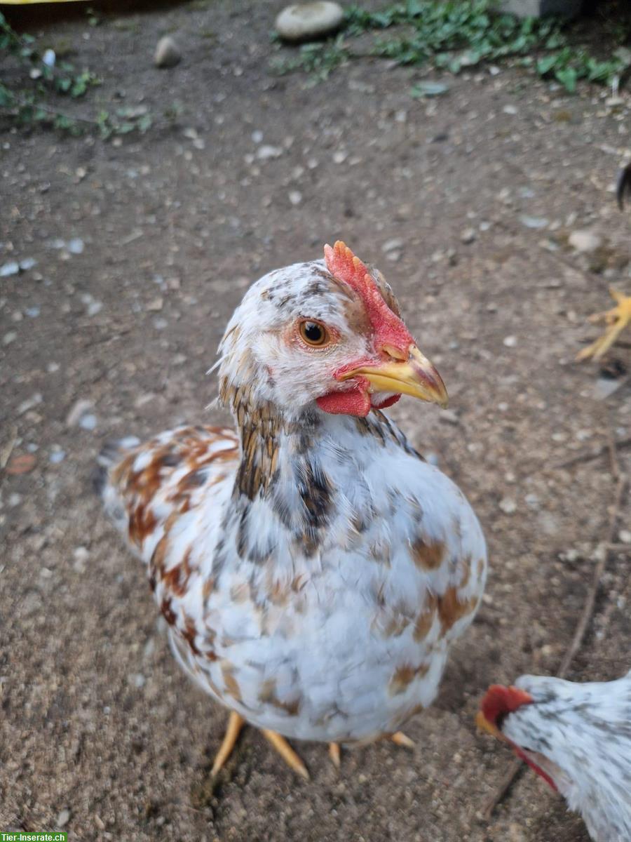 Bild 3: GRATIS: Junge schwedische Blumenhuhn Hähne