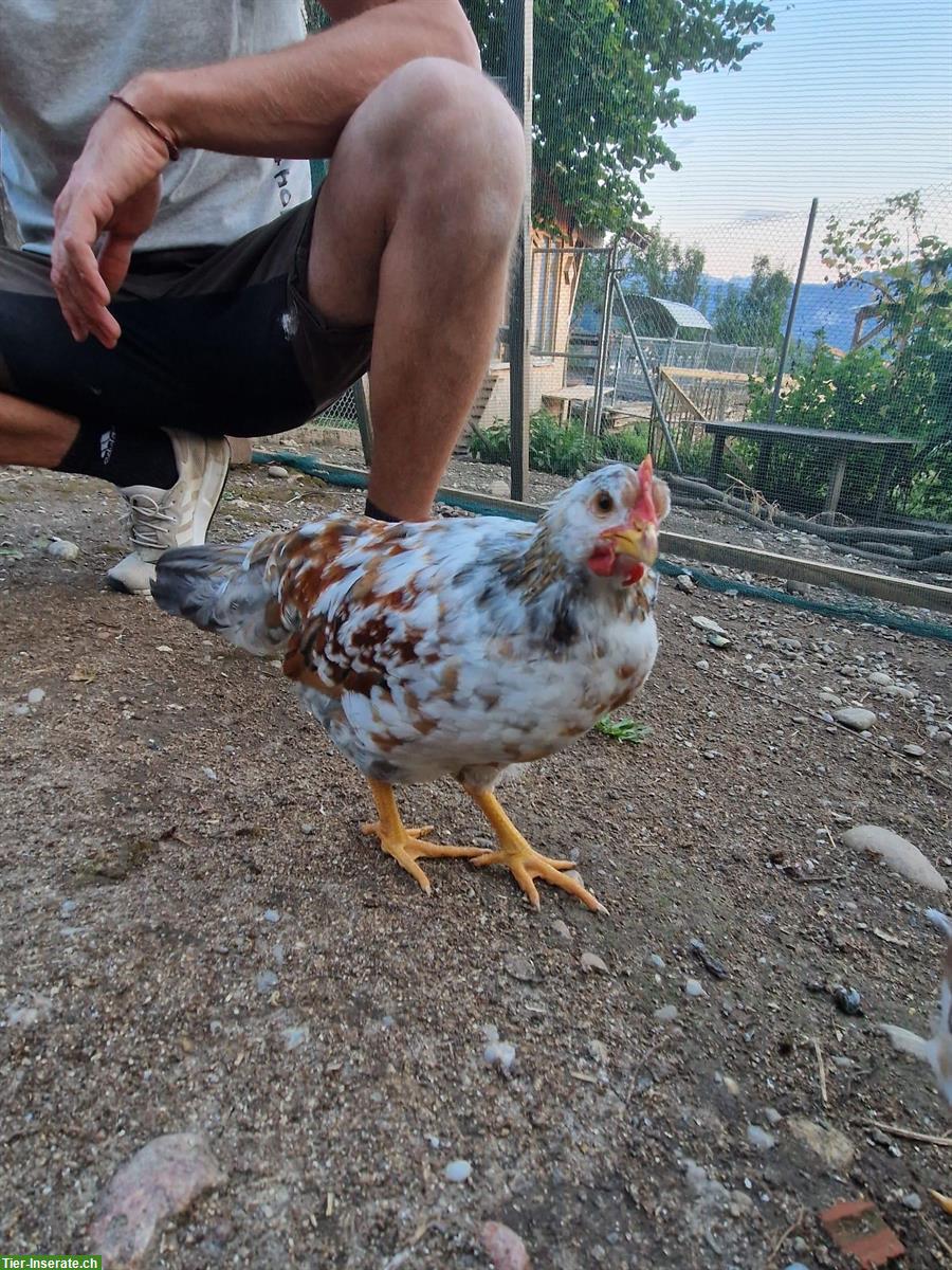 Bild 4: GRATIS: Junge schwedische Blumenhuhn Hähne
