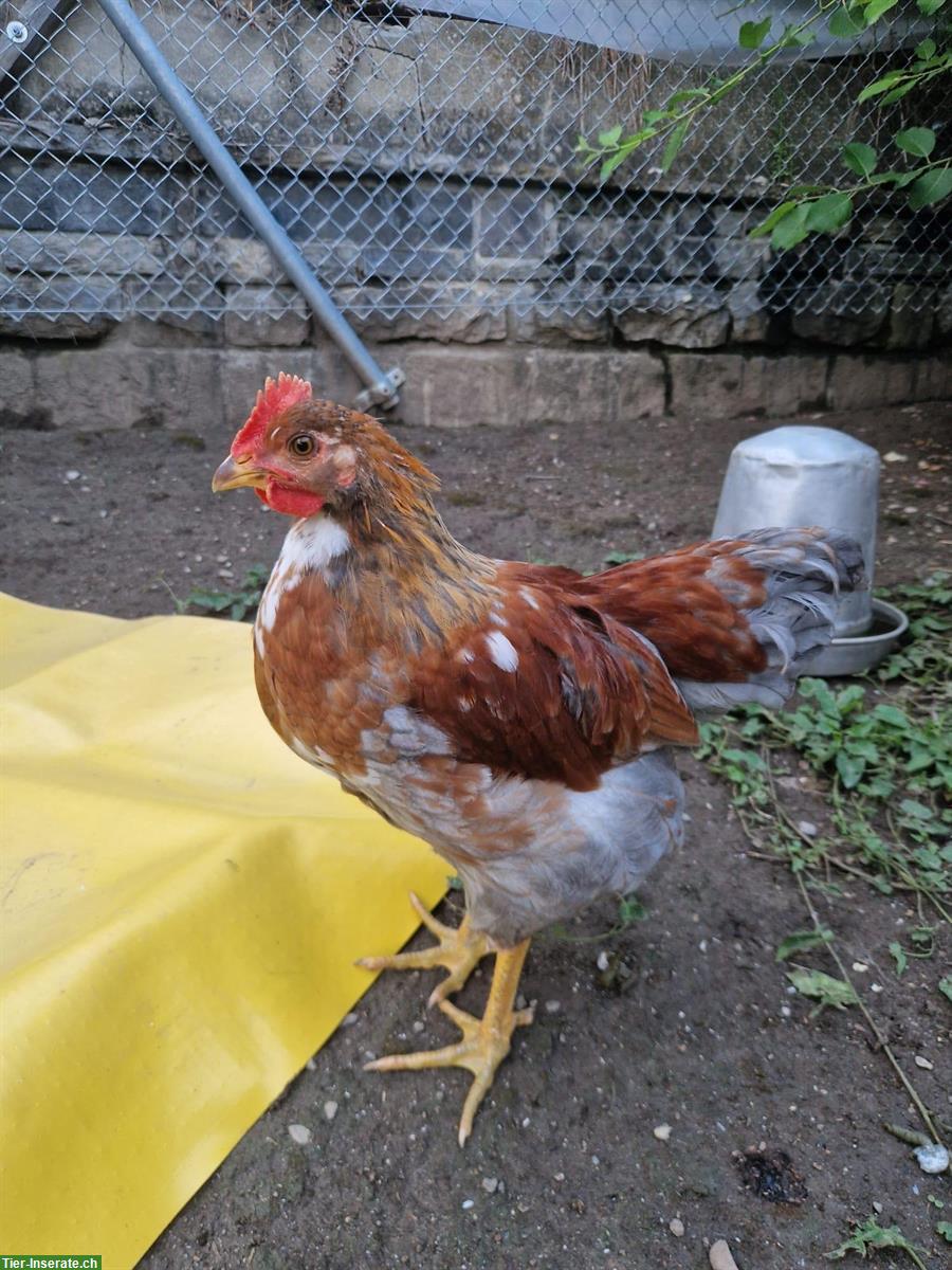 Bild 5: GRATIS: Junge schwedische Blumenhuhn Hähne