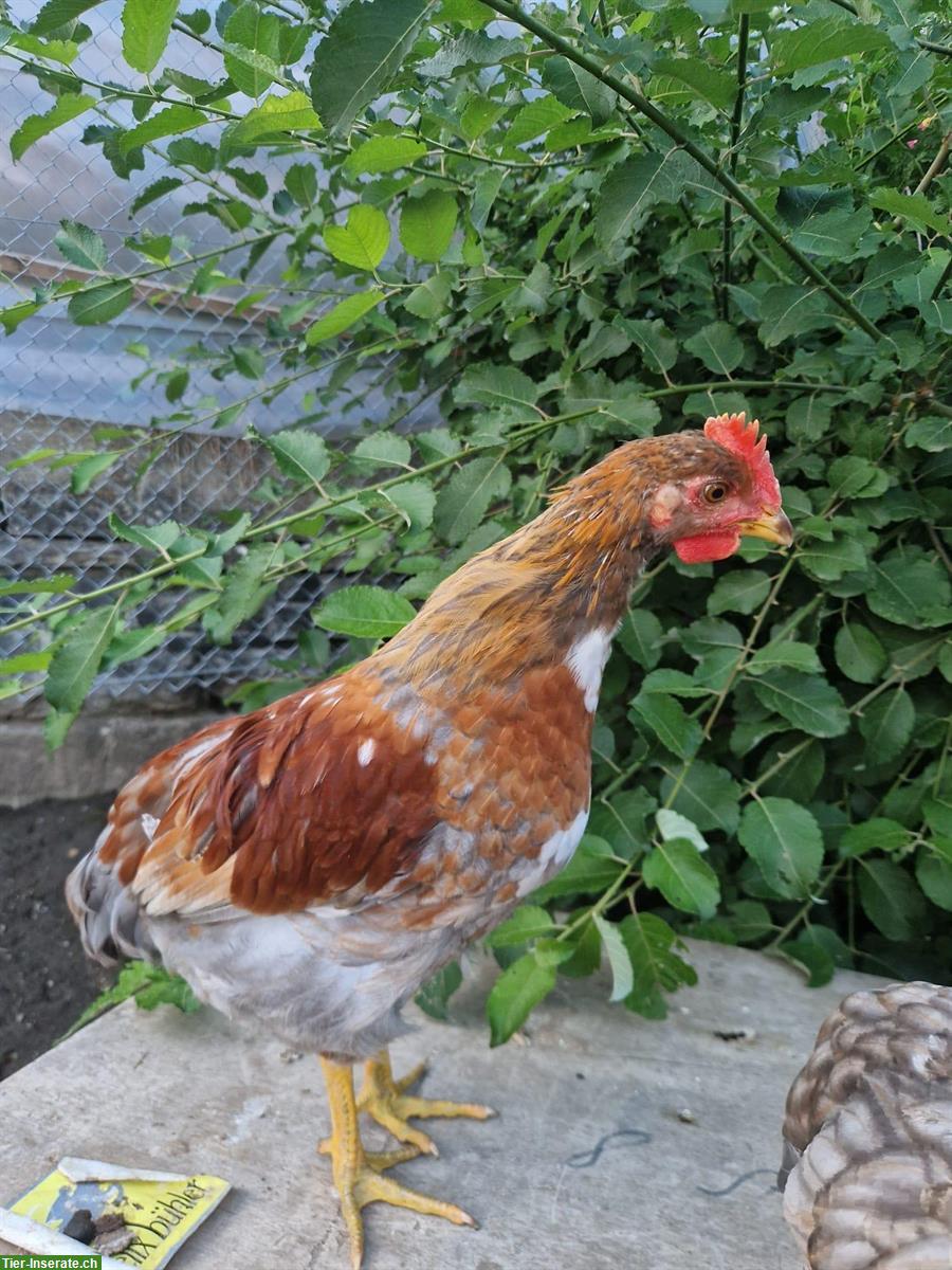 Bild 6: GRATIS: Junge schwedische Blumenhuhn Hähne