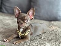 Mini Chihuahua Hündin, 8 Monate in schoko