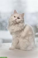 Wunderschöner Türkisch Angora Kater 🐱 zu verkaufen