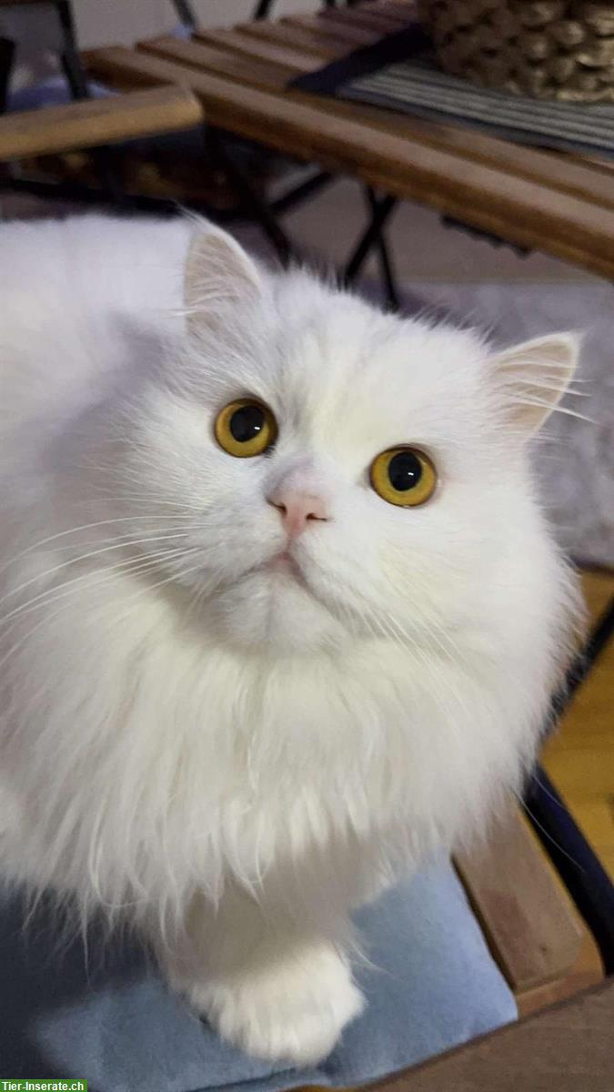 Bild 2: Wunderschöner Türkisch Angora Kater 🐱 zu verkaufen