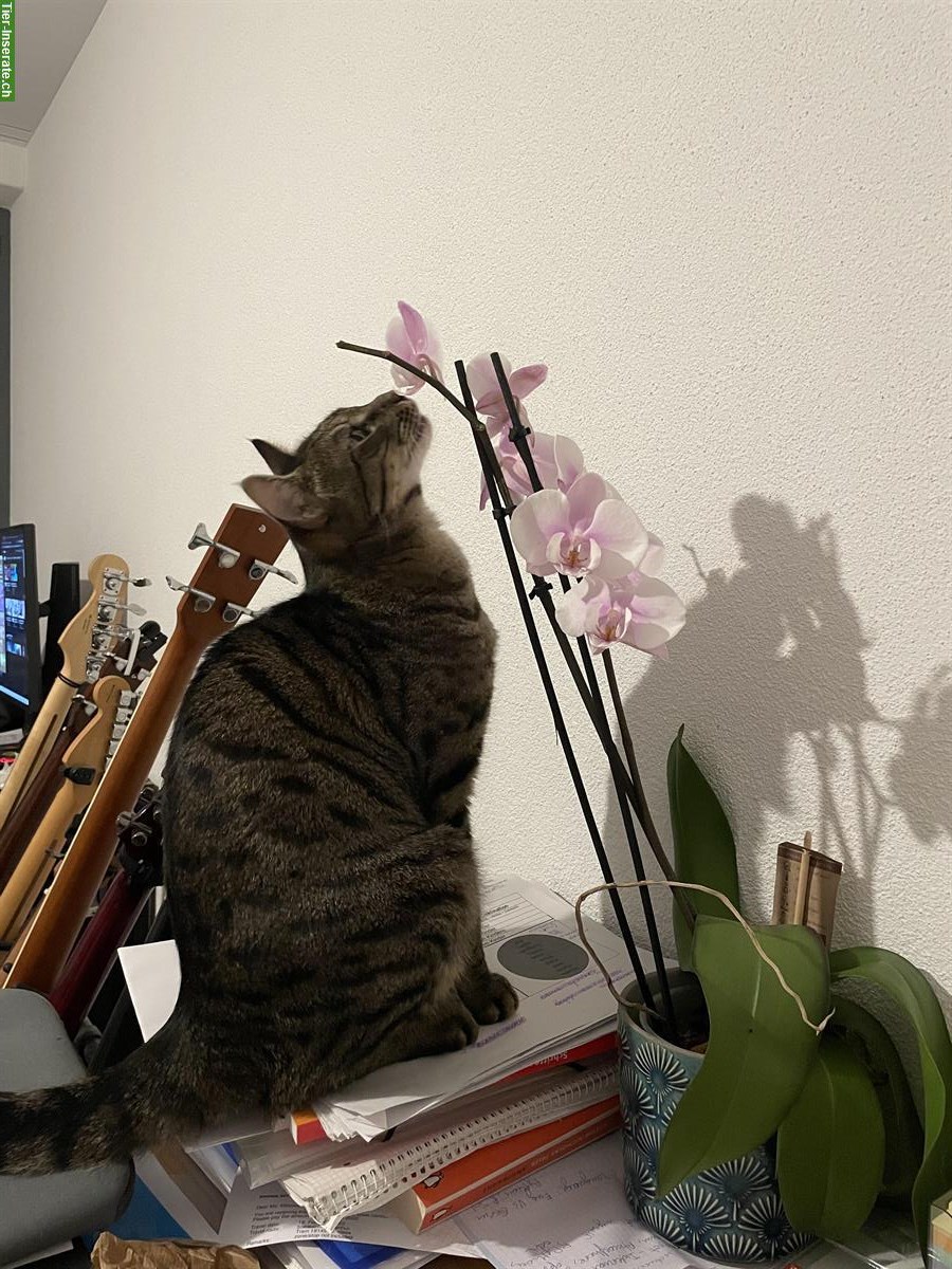 Kater Pasha, 4-jährig sucht ein neues Zuhause