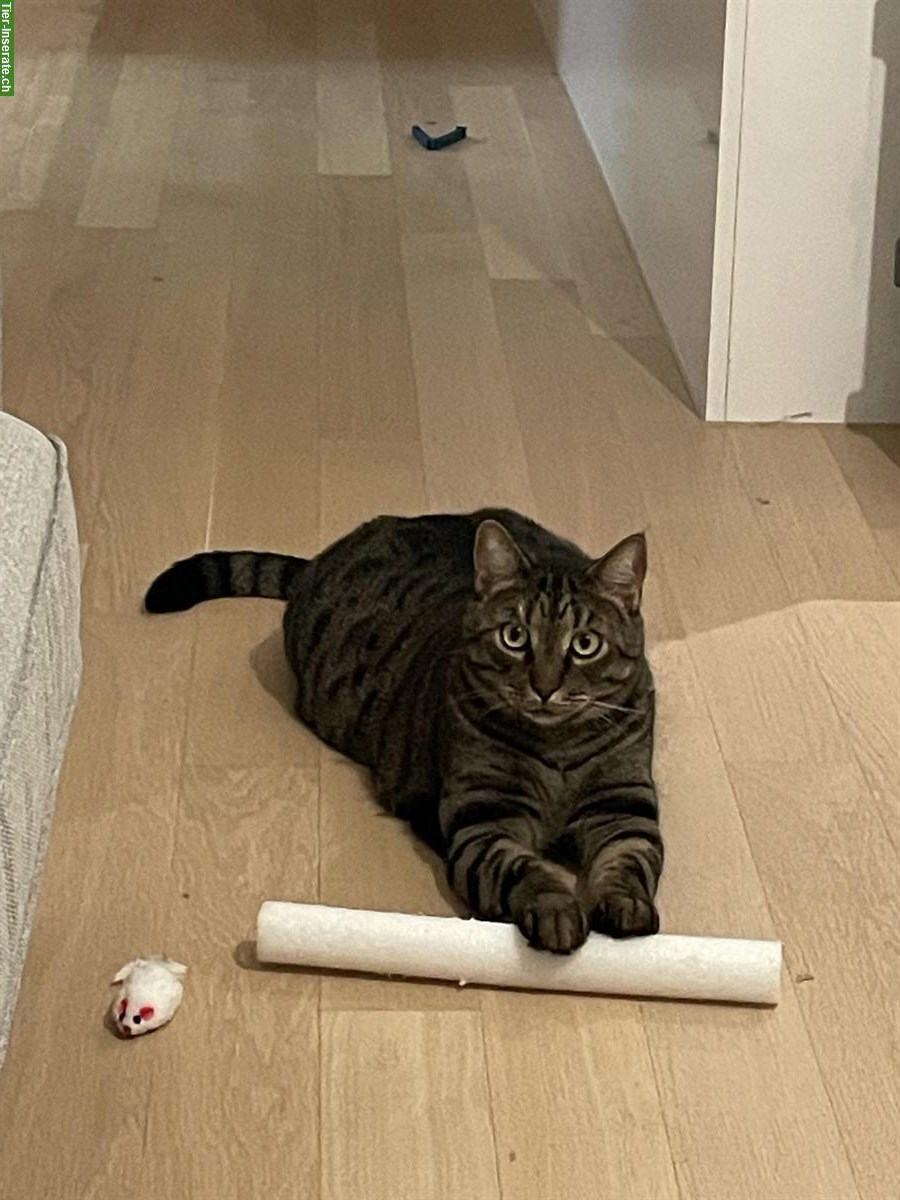 Bild 2: Kater Pasha, 4-jährig sucht ein neues Zuhause