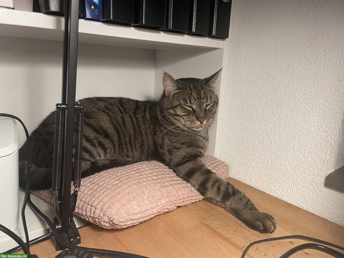Bild 3: Kater Pasha, 4-jährig sucht ein neues Zuhause